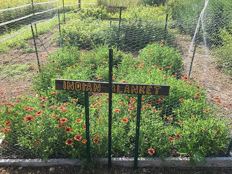 a wooden sign that reads "Indian Blanket" in front of a fenced in patch of Indian Blanket, Gaillardia pulchella, wildflowers, which are pink and yellow and a native annual