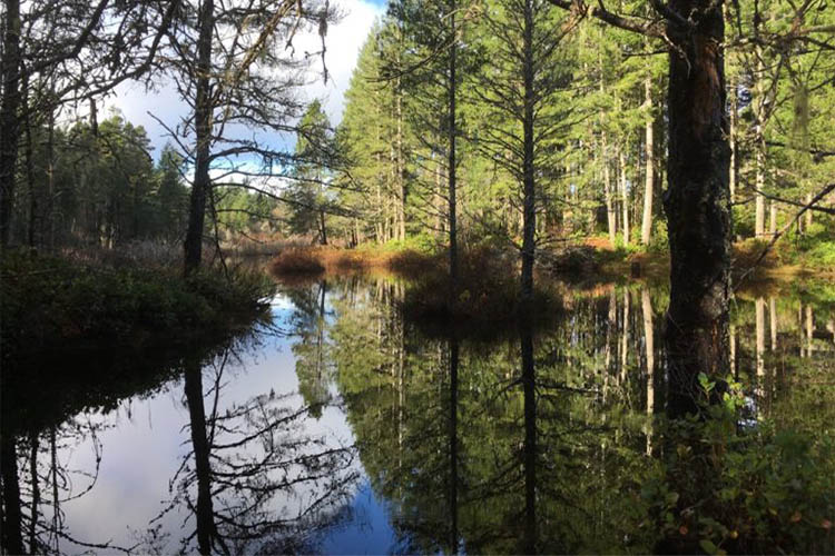 Wetalnds with large pine trees and wetland habitat