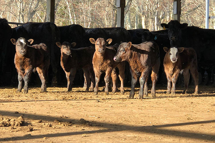 A photo of calves on the Stoney Hill Cattle Company