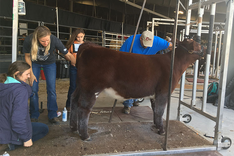 The Soules exhibit cattle at local, state and national shows. 