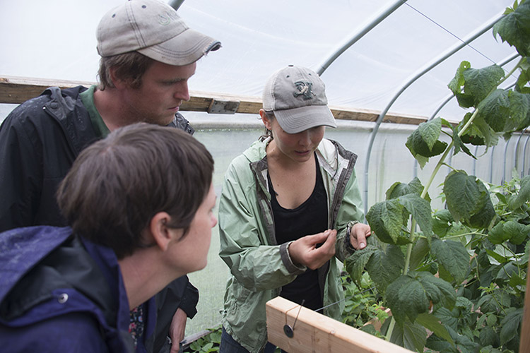 Last year, Carissa worked with a producer in a high tunnel at a small, veganic Vermont farm. High tunnels protect plants from severe weather and allow farmers to extend their growing seasons – growing earlier into the spring, later into the fall, and sometimes, year-round. Read more about this Vermont farm. 