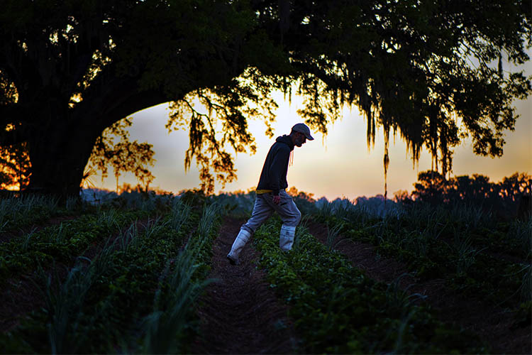 Frog Song Organics grows over 80 varieties of fruits, vegetables, and herbs. USDA Photo