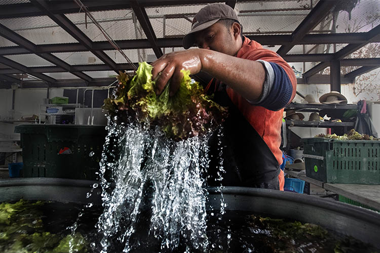 Lettuces and greens are thoroughly washed in large bins. USDA Photo