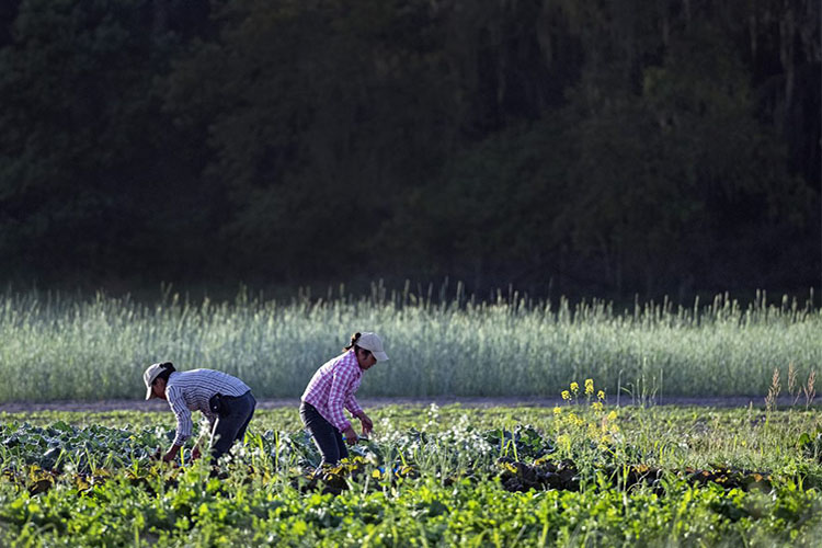 John and Amy purchased additional land with one of USDA’s farm loan programs. USDA Photo.