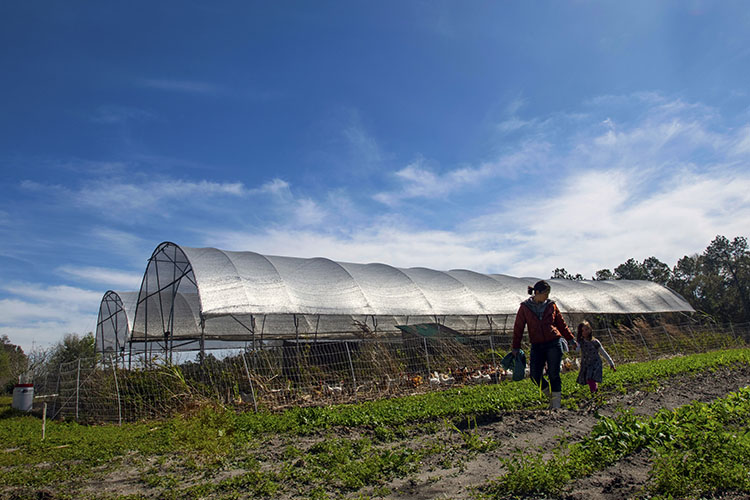 High tunnels protect plants from severe weather and allow farmers to extend their growing seasons. USDA Photo