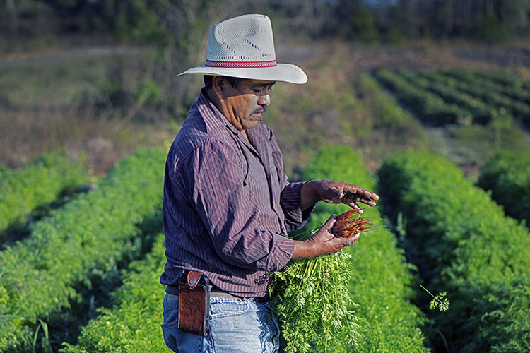 Frog Song Organics aims to provide top quality produce to local consumers. USDA Photo