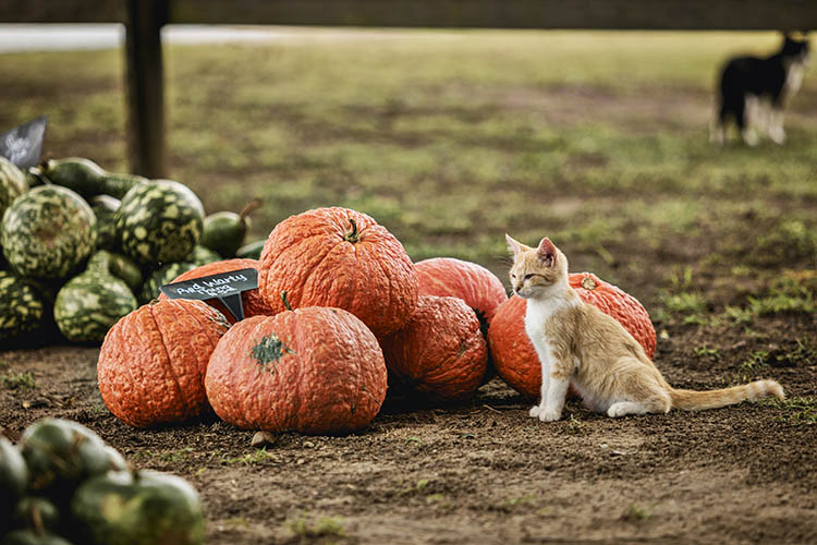 A kitten enjoys the pumpkins. 