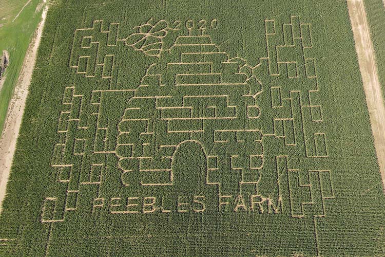 Aerial shot of the corn maze at Peebles Pumpkin Patch and Corn Maze