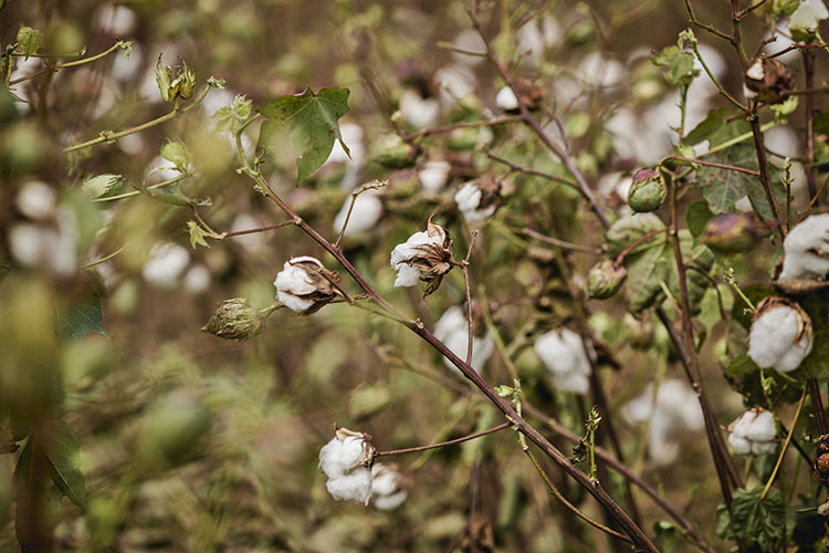 Cotton field almost ready for harvest