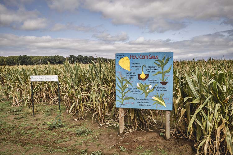 A sign explains how corn grows in front of a large field of corn.