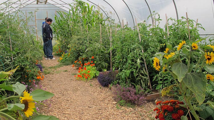 A seasonal high tunnel helps the Tyonek community grow more produce longer into the season.