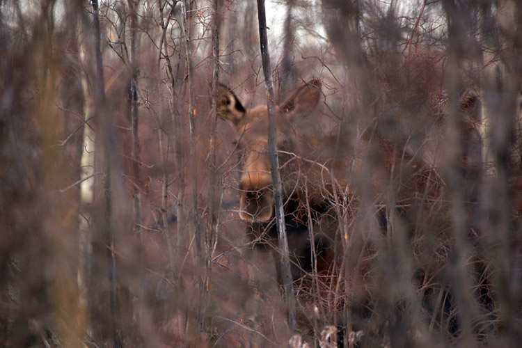 NRCS partners with tribes and other entities to perform conservation projects that improve plant health and vigor to provide healthy habitat for moose and other wildlife.