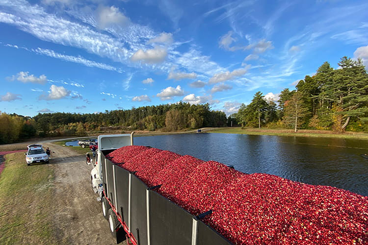 Dawn and family had a successful 2020 cranberry harvest despite the year’s challenges. Photo Credit: Dawn Allen, Freetown Farm LLC