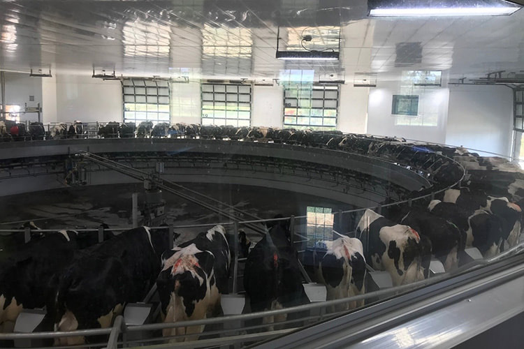 Inside of Oakridge Dairy, where technology has been used to modernize and expand. 