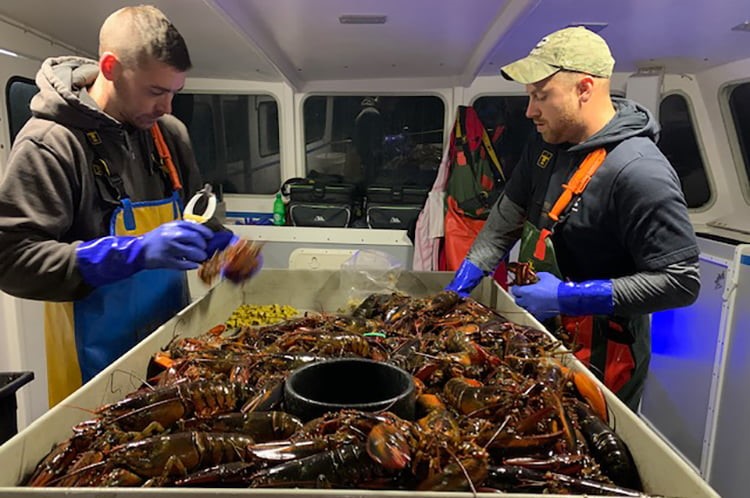 Lobster fresh from the sea are sorted on Jeremy’s boat