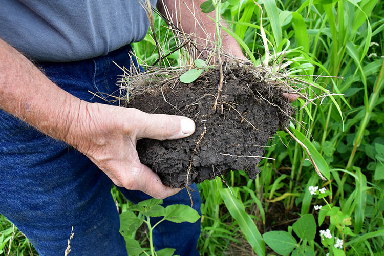 Healthy soils are the foundation of agriculture.