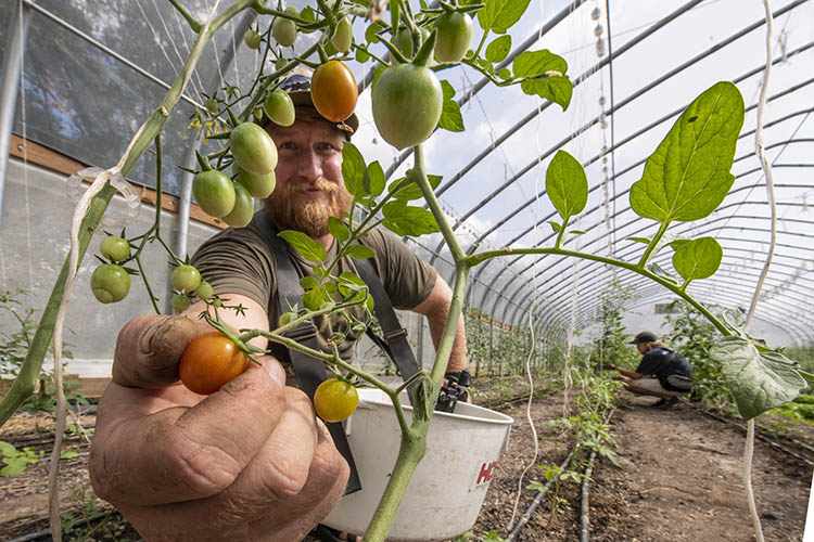 Plants grown in a high tunnel system