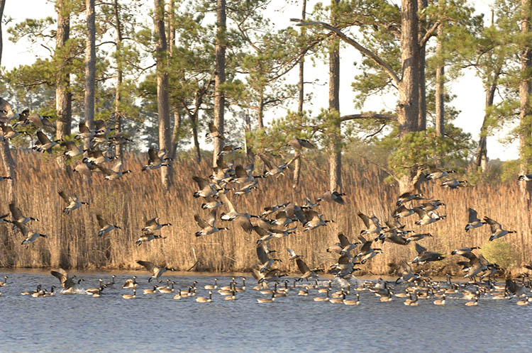 Flocks of birds flying over water