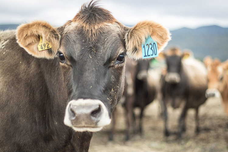 A dairy cow