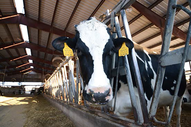 Since the 1950s the family has been bottling their milk under their own name and selling it directly to customers.