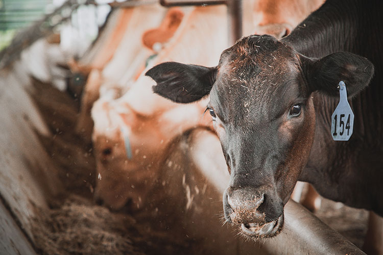 Caney Creek Ranch specializes in Charbray cattle