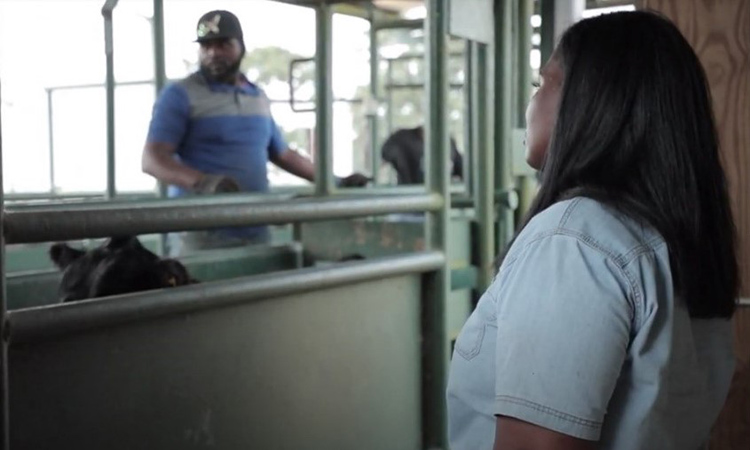 Kimberly and ranching staff weighing Caney Creek's Charbray cattle.