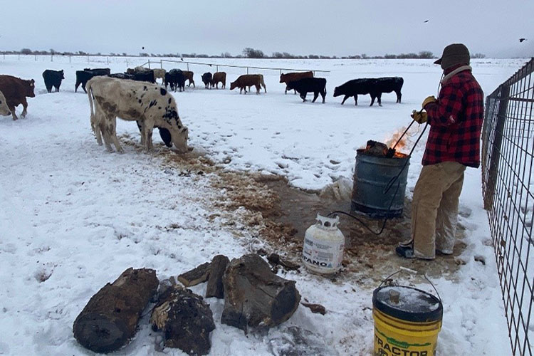 In Texas, producers are finding creative ways to get water to cattle, including melting ice with fire. Photo by Dee Ann Littlefield, NRCS.