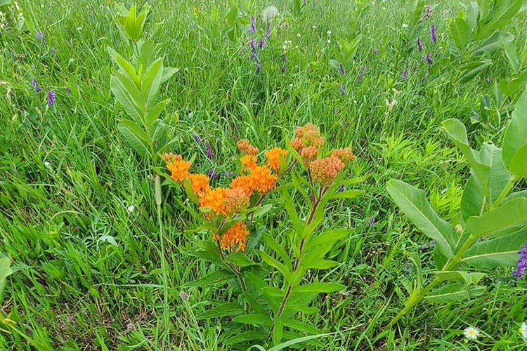 The multi-species pollinator mix serves monarchs, bees, and other pollinator species. Photo by Kevin Halvorson, NRCS.