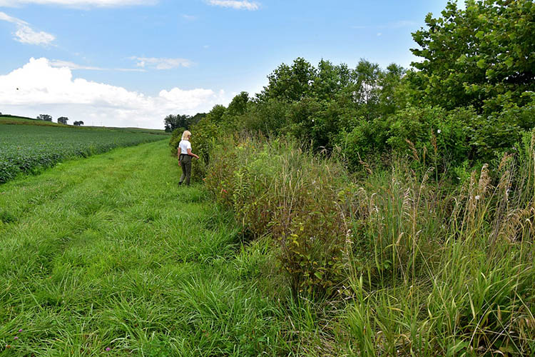 Maggie's four-year-old riparian forest buffer is growing well along a stream on her farm.