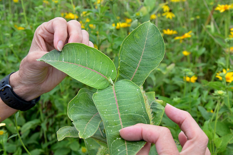 Maggie inspects caterpillar eggs on a milkweed plant.