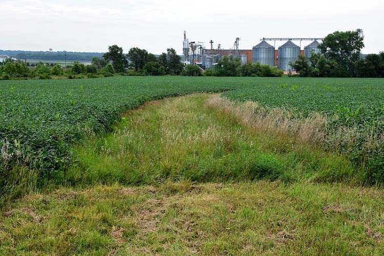 One of two prairie strips grows on the farm. Maggie plans to install three more prairie strips along the contour on her cropland.