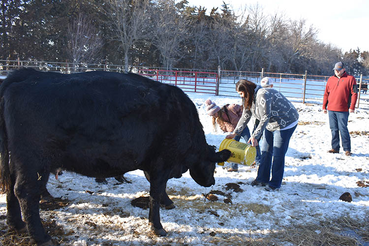 The couple worked with USDA to grow their cattle herd. 