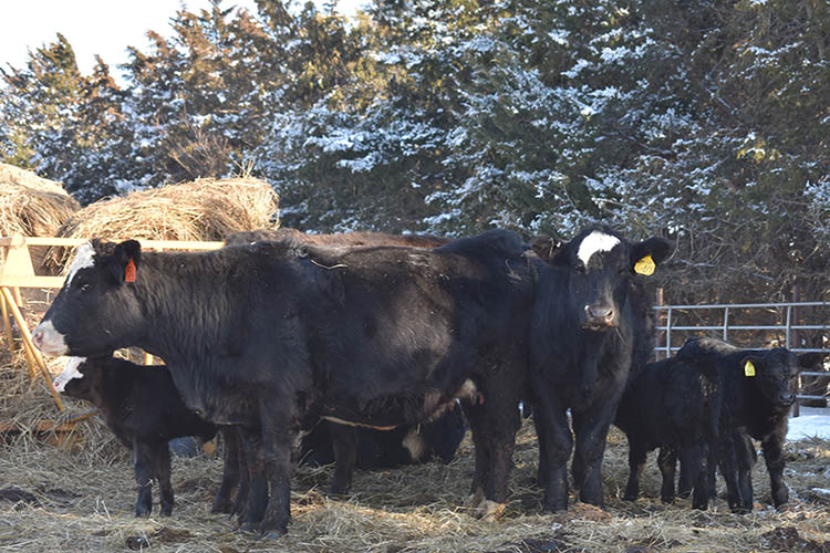 With the help of staff at their local USDA Service Center, the family purchased the land they operate on now. 