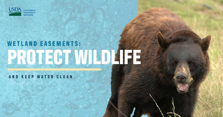 Protect Wildlife graphic