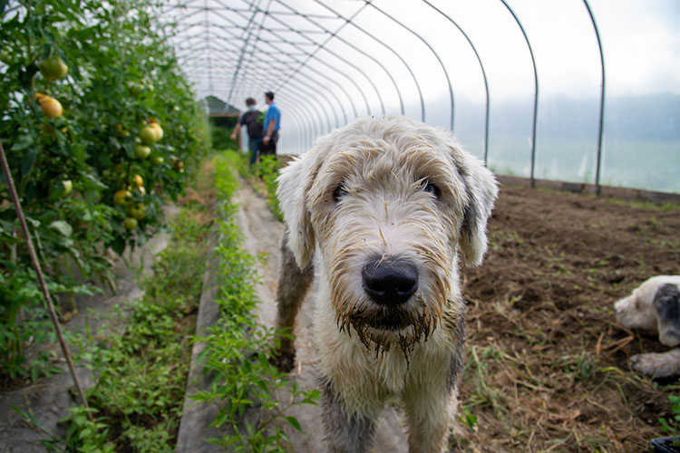 Greg’s dog, Elijah, in one of the high tunnels on the farm. 