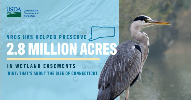 Graphic stating that NRCS has preserved more than 2.8 million acres in wetland easements.