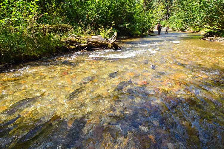 Stream in Alaska