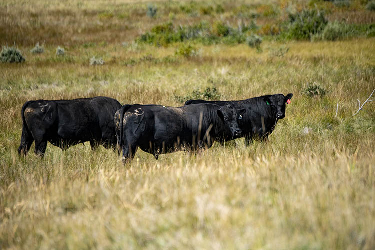 Cows in a field