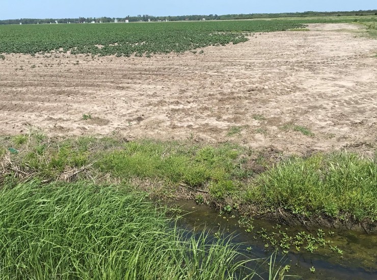 field showing the effects of increased salinity