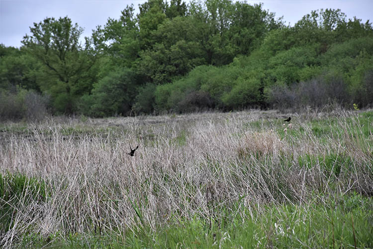 Birds enjoy the newly established wetland reserve easement in partnership with the USDA Natural Resources Conservation Service.