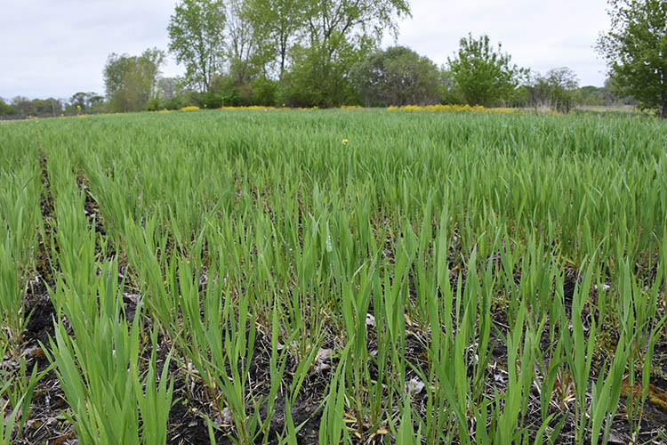 Wildlife food plots, like the thriving one shown here, are a common practice on easements.