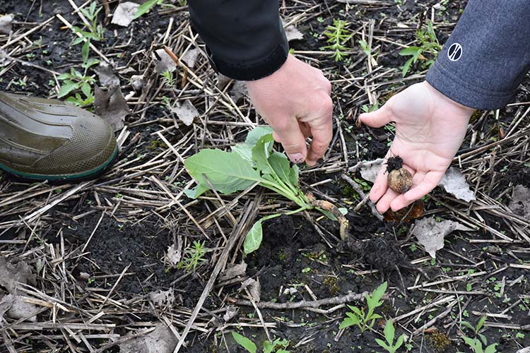 A close-up of the wildlife food plot after winter shows existing resources left for wildlife and new growth establishing during spring.