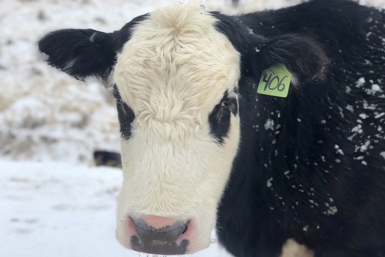 A cow on the Burkes ranch, by Tami Burke