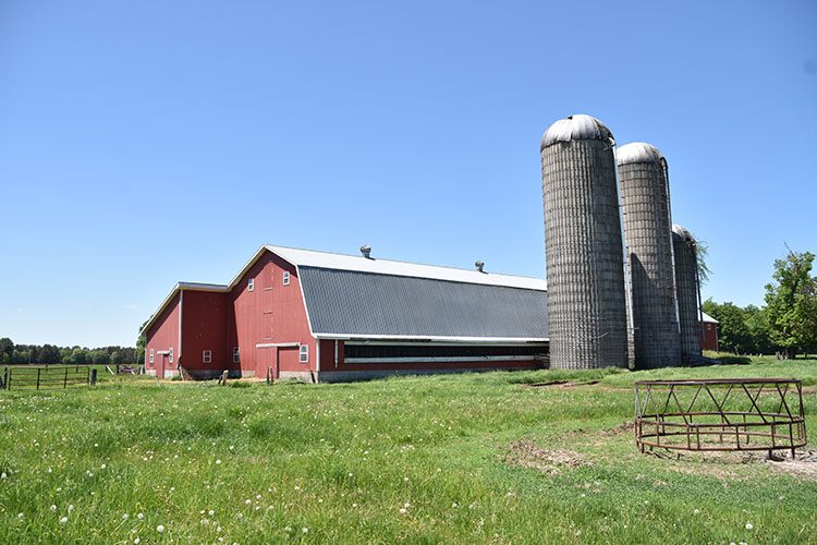 Tim’s tie-stall barn holds both the milking herd and youngstock. 