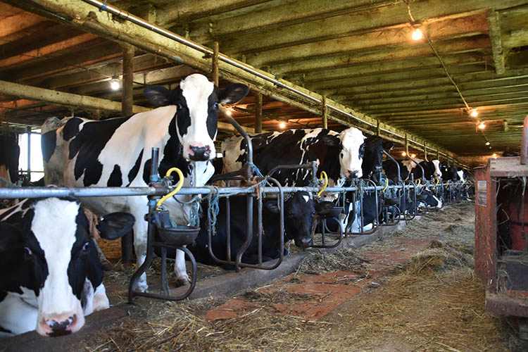 In a tie-stall barn, cows eat in their stalls while they are milked. 