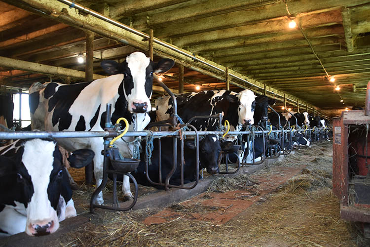 In a tie-stall barn, cows eat in their stalls while they are milked.