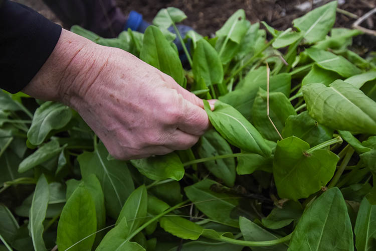 The Unity Gardens grew around 200,000 pounds of food throughout the last year. Photo by Brandon O'Connor, NRCS.