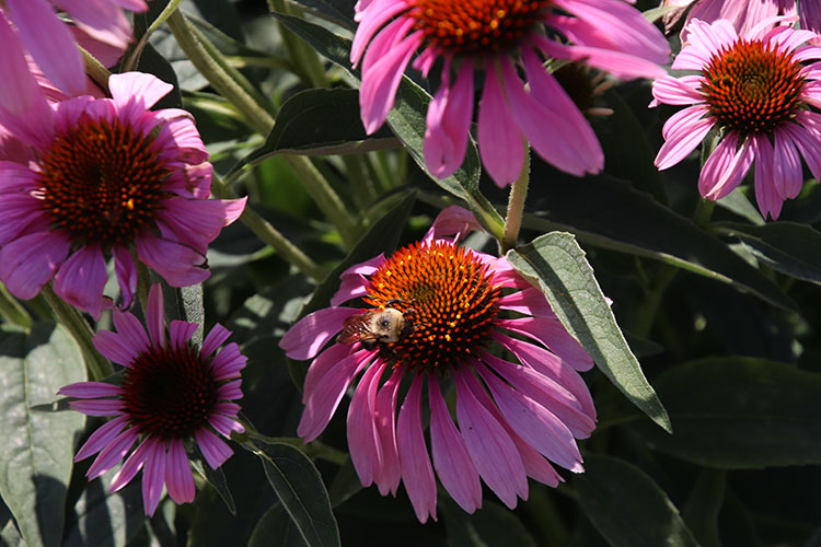 The native plants growing in the pollinator garden attract pollinators, like bees, to help the crops grow and flourish.  Photo courtesy of Unity Gardens.