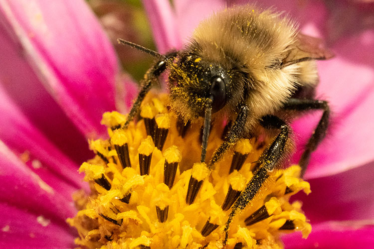 Bee pollinating