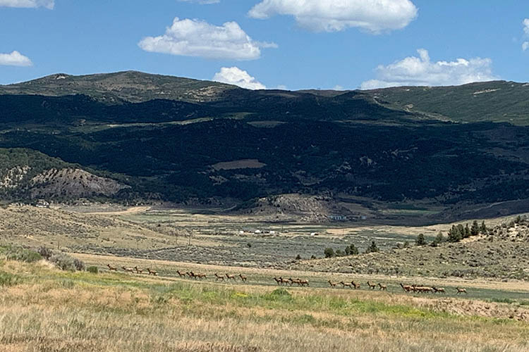 Elk herd on the Strawberry Ranch, courtesy of John and Sheryl Etchart.